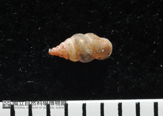 趙氏芝麻蝸藏品圖，第2張