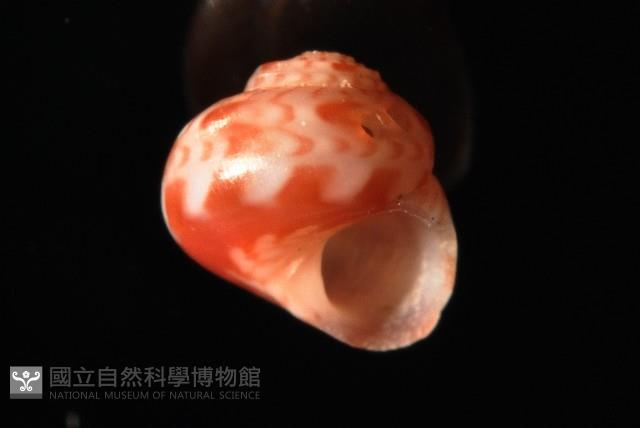 夏伊拉蠑螺藏品圖，第2張