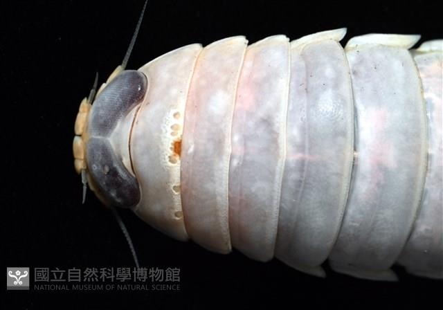未知種紡錘水虱藏品圖，第2張