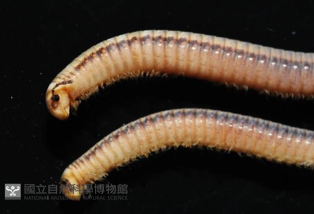 新種臺灣姬馬陸藏品圖，第2張