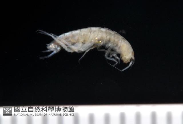 新種擊鉤蝦藏品圖，第2張