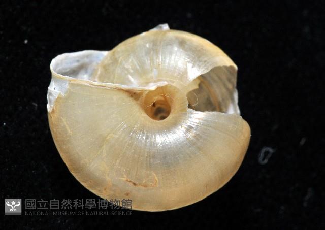 阿禮高腰蝸牛藏品圖，第2張