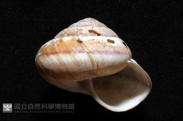 恆春栗蝸牛藏品圖，第2張