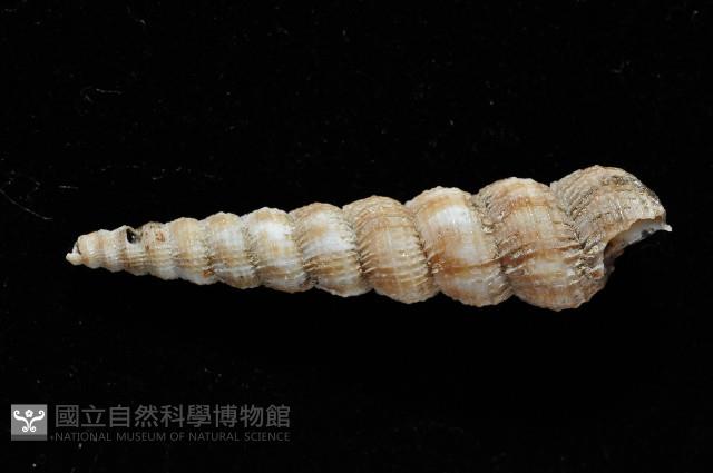 火燄海螄螺藏品圖，第2張