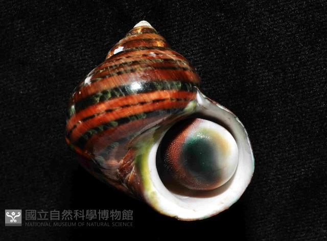 貓眼蠑螺藏品圖，第2張