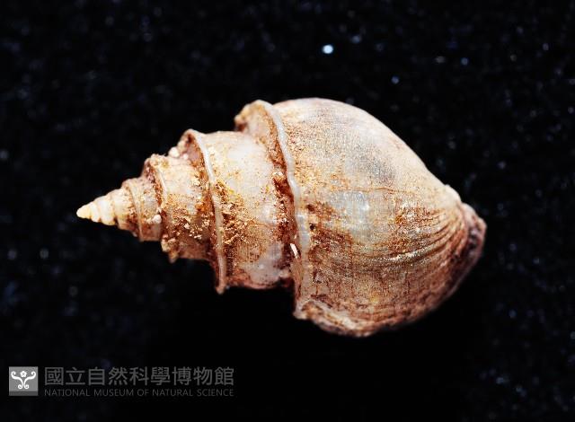押方麂眼螺藏品圖，第2張