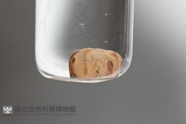 曲趾木球馬陸藏品圖，第2張