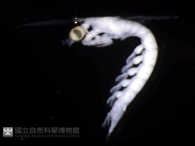 未知種蝦蛄幼生藏品圖，第2張