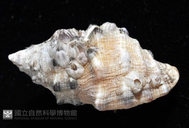 新種岩螺藏品圖，第2張