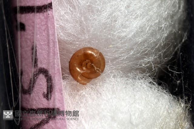 知本錐塔螺藏品圖，第2張