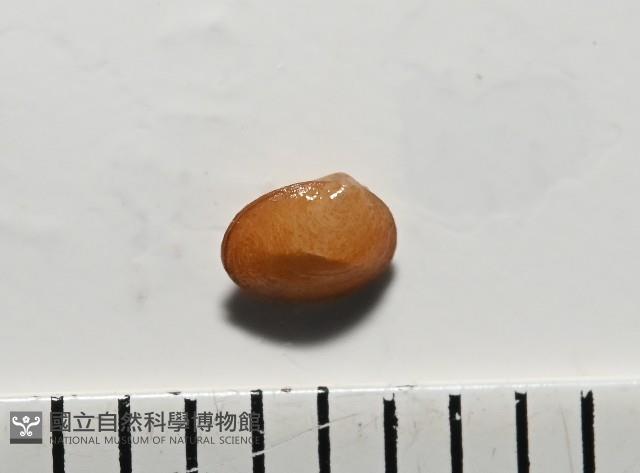 臺灣花瓣蛤藏品圖，第2張