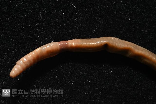 墾丁遠環蚓藏品圖，第2張