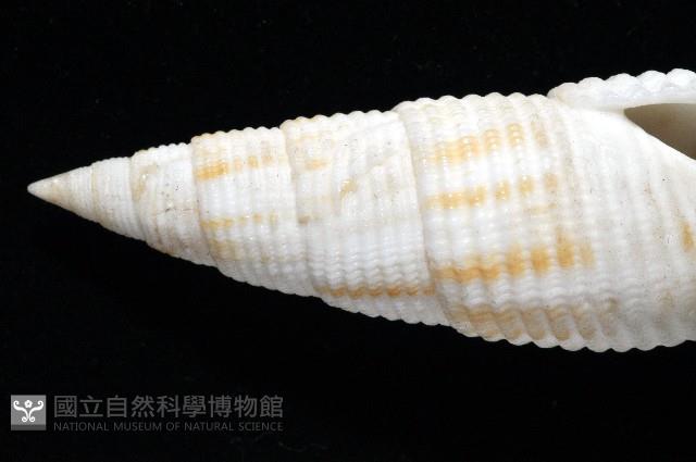 卿祐筆螺藏品圖，第2張