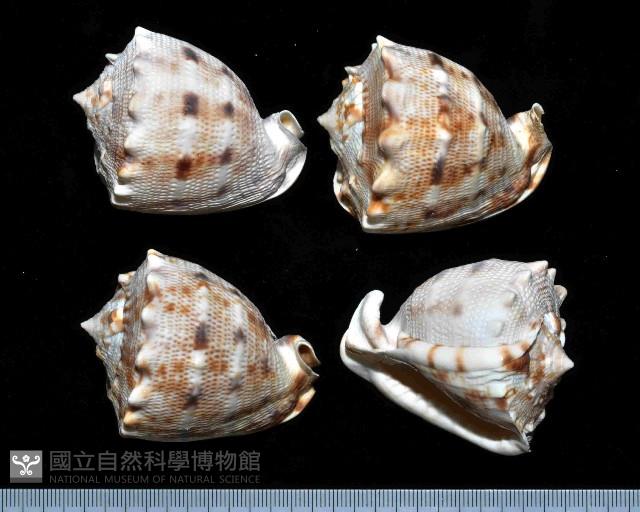 唐冠螺藏品圖，第2張