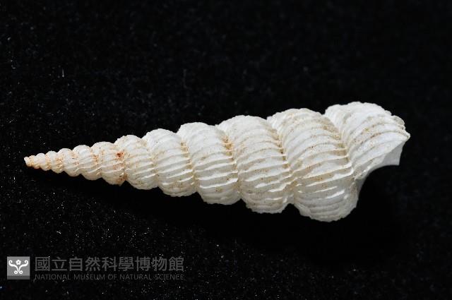 新種海螄螺藏品圖，第2張