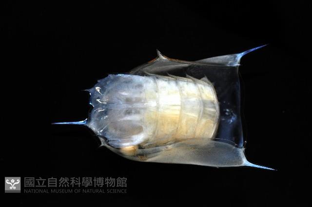 未知種蝦蛄幼生藏品圖，第2張