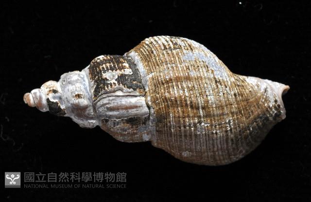 褐皮峨螺藏品圖，第2張
