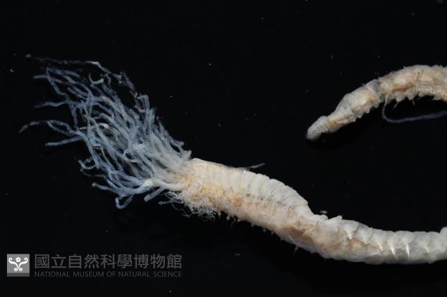 梧棲搓蟄蟲藏品圖，第2張
