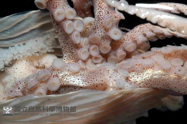 扁船蛸藏品圖，第2張