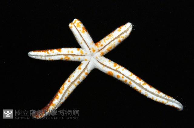 多篩指海星藏品圖，第2張