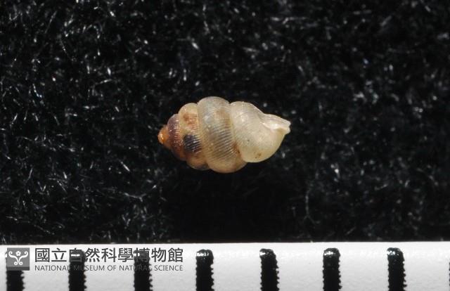 下齒芝麻蝸牛藏品圖，第2張
