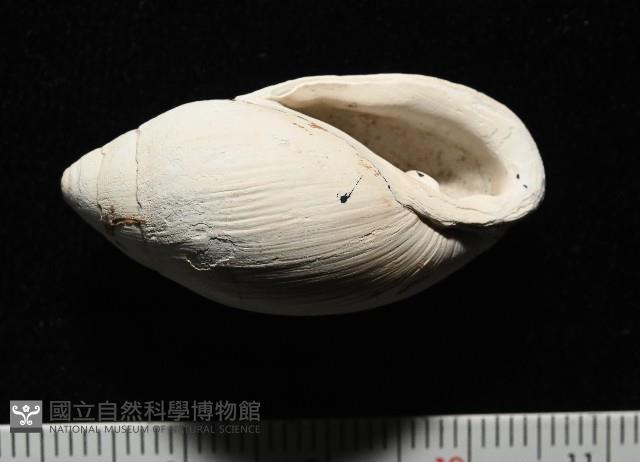中華大耳螺藏品圖，第2張