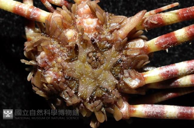 環棘深淵沙棱海膽藏品圖，第2張