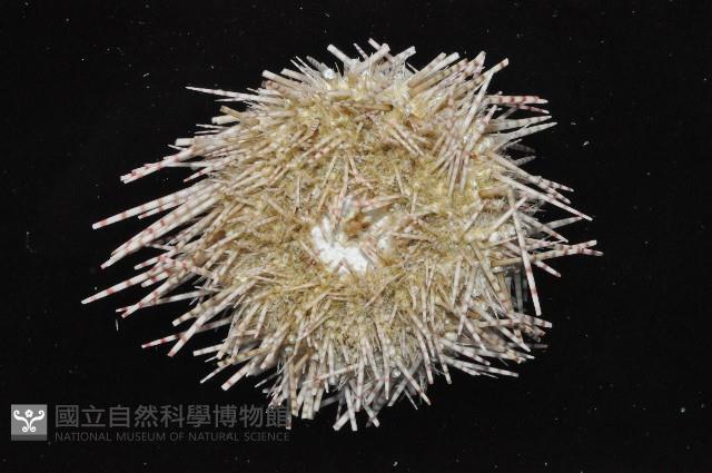 細雕刻肋海膽藏品圖，第2張