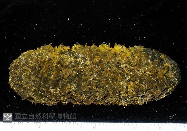 未知種海參藏品圖，第2張