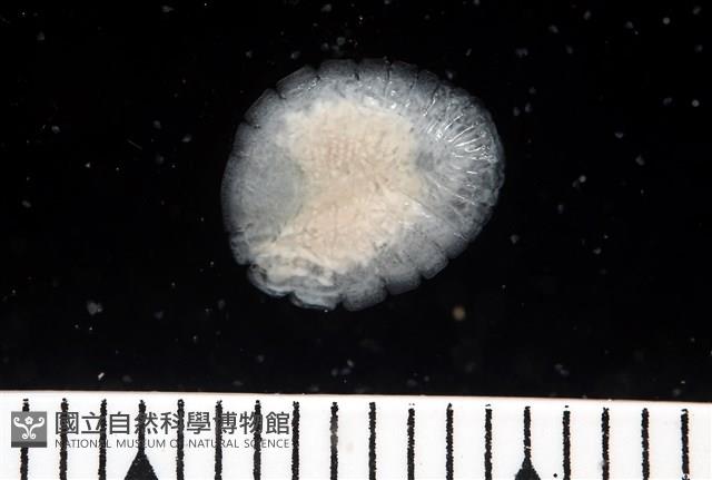 思氏不對稱鰓虱藏品圖，第2張