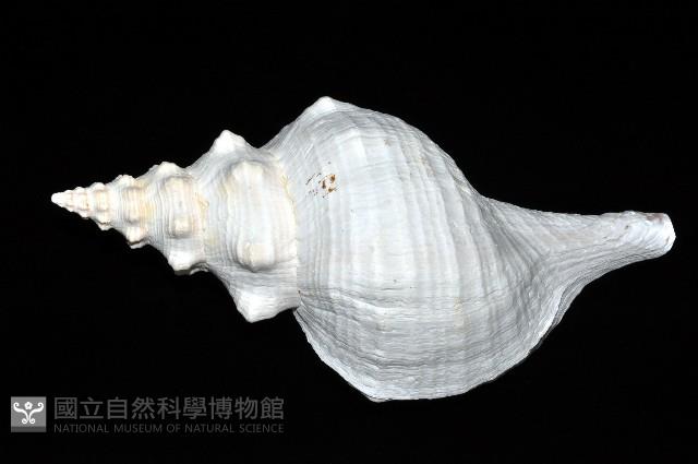 天王赤旋螺藏品圖，第2張