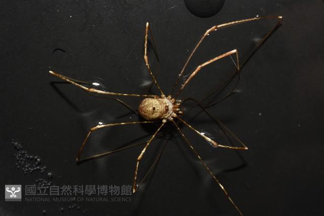 登錄號:007926-00002藏品圖，第2張