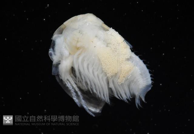 臺灣原蚌蟲藏品圖，第2張