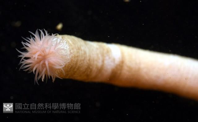 未知種管體星蟲藏品圖，第2張