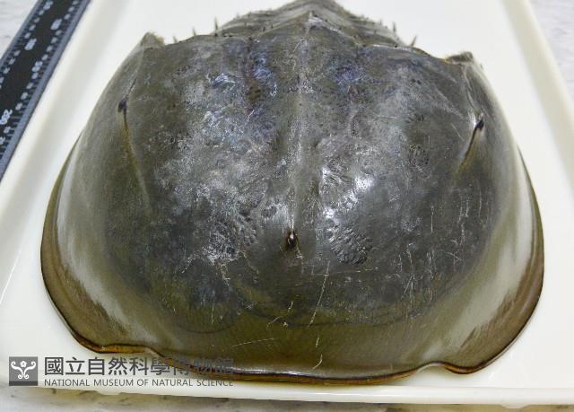中國鱟(三刺鱟)藏品圖，第2張
