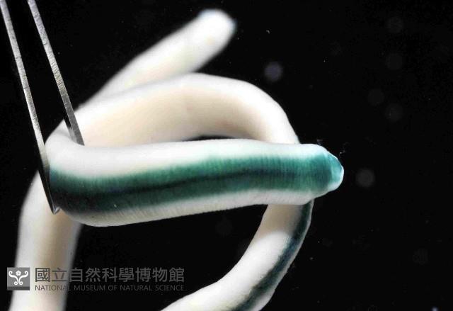 未知種紐蟲藏品圖，第2張
