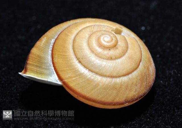 鱗高腰蝸牛(鱗菱蝸牛)藏品圖，第2張