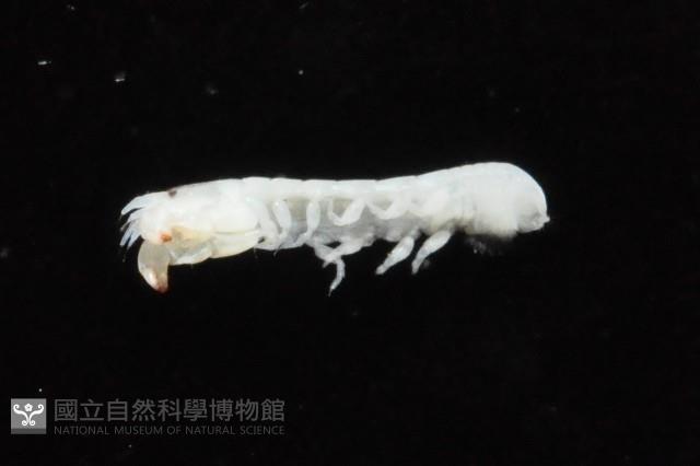 光齒非擬原足蟲藏品圖，第2張
