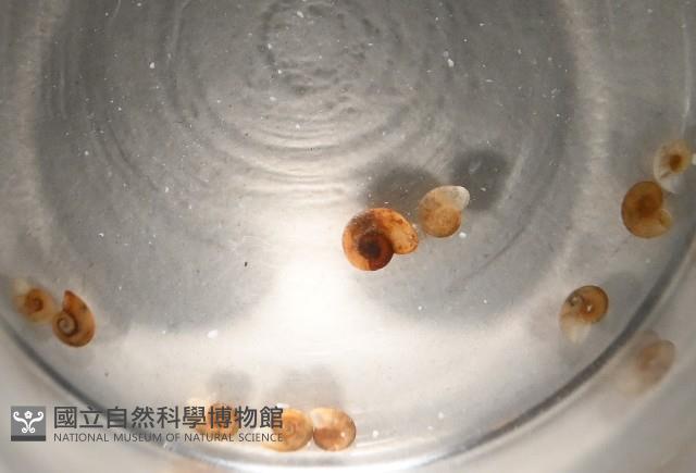 微小扁釘螺藏品圖，第2張