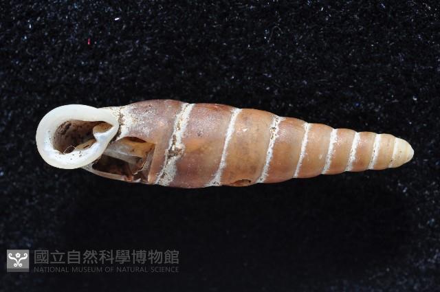 寬敏煙管蝸牛藏品圖，第2張