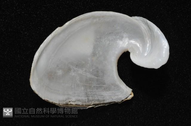 龍骨海鹿螺(龍骨截尾海兔)藏品圖，第2張