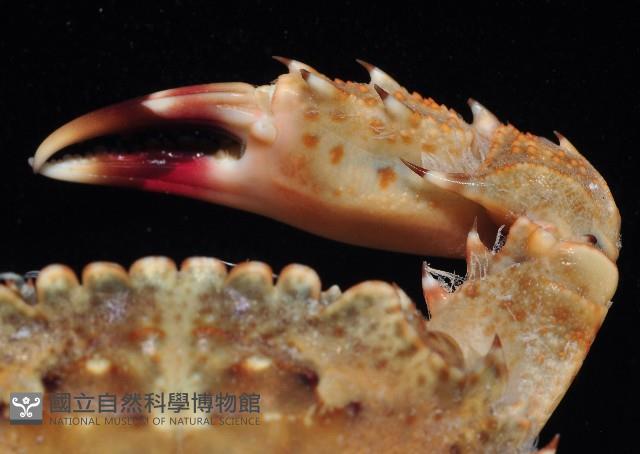 刺手短槳蟹藏品圖，第2張