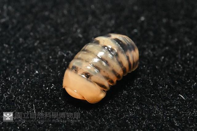 金色木球馬陸藏品圖，第2張