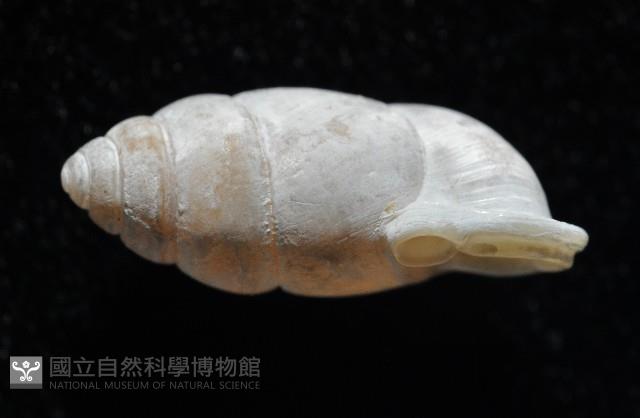 梅山豆蝸牛藏品圖，第2張