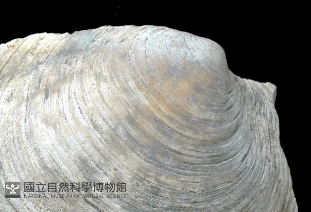 新種巨齒滿月蛤藏品圖，第2張