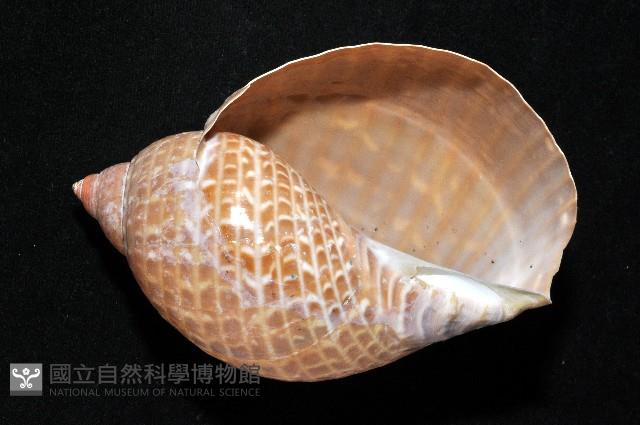 鶉螺藏品圖，第2張