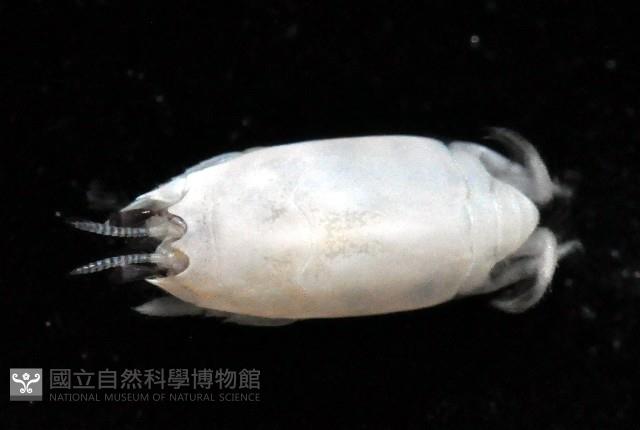 臺灣鼴鼠蟹藏品圖，第2張