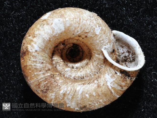 皺大臍蝸牛藏品圖，第2張