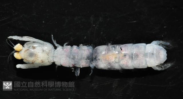 濱海幼嫩蝦蛄藏品圖，第2張