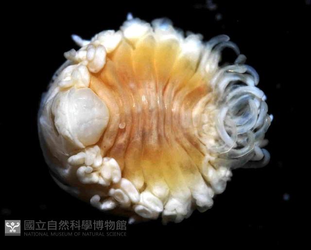 中華淺鰓虱藏品圖，第2張